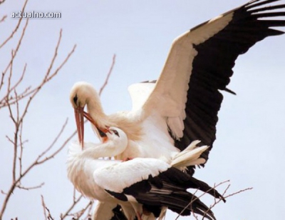 A black stork was saved