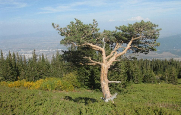 Vitosha Park – 85 years on and still a favourite getaway